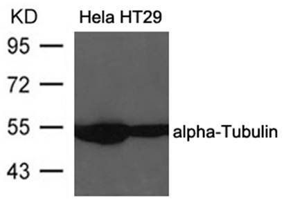 alpha-Tubulin Antibody