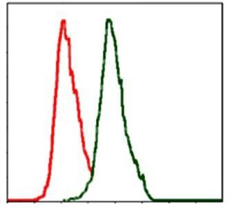 ALPL Antibody