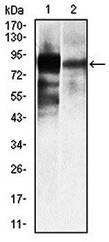 ALPL Antibody