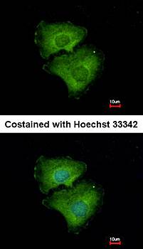 ALPPL2 antibody