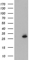 NIF3L1 Antibody