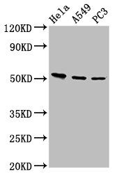 ALS2CR12 Antibody