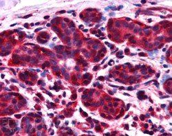 Goat anti-ALS2CR1 / NIF3L1 Antibody