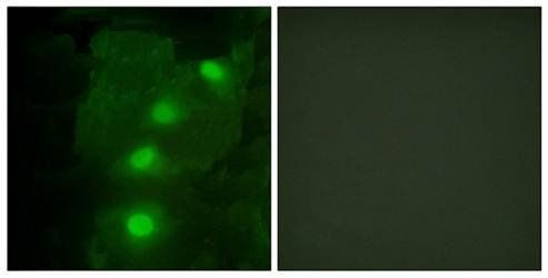 ALX3 Antibody