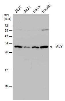 Aly/REF export factor Antibody