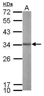 Aly/REF export factor Antibody