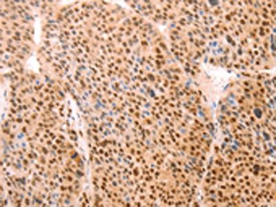 ALYREF Antibody