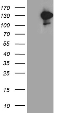 AMACR Antibody