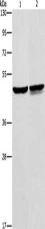 AMACR Antibody