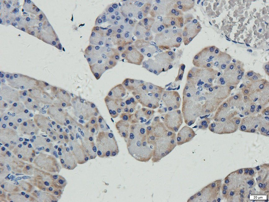 AMBP antibody