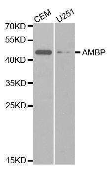 AMBP antibody