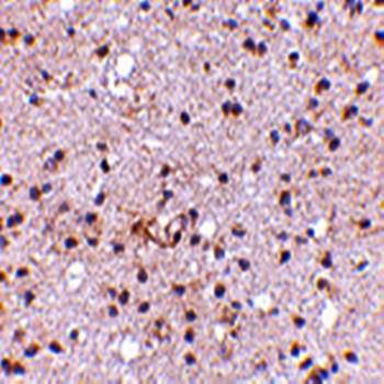 Ambra1 Antibody