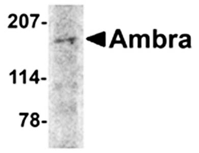 Ambra1 Antibody