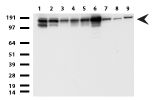 AMCase Antibody