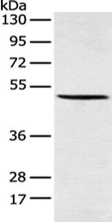 AMDHD2 antibody