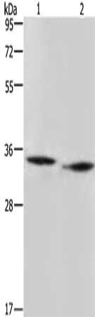 AMDHD2 antibody