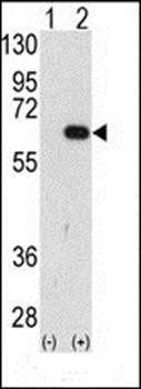 AMFR antibody