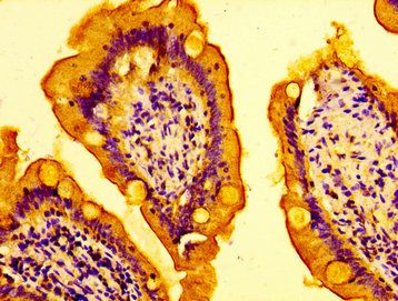 AMFR antibody