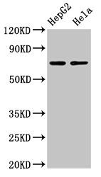 AMFR Antibody