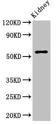 Amh Antibody