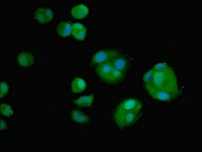 AMH Antibody