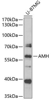 AMH antibody
