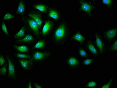 AMIGO2 Antibody