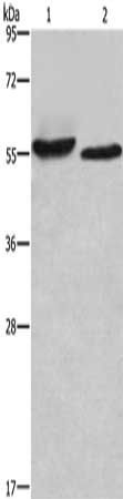 AMIGO2 Antibody