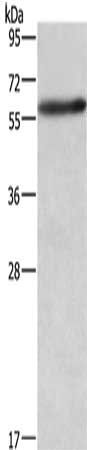 AMIGO2 Antibody