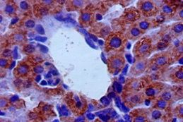 MAOB Antibody