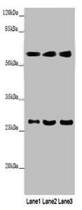 MAOB Antibody