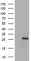 ENPEP Antibody