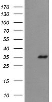 ENPEP Antibody