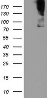 Aminopeptidase A Antibody
