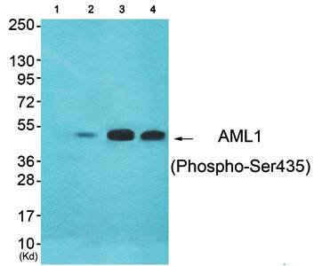 AML1 (Phospho-Ser435) Antibody