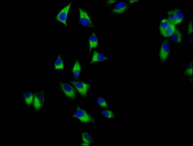 AMN Antibody