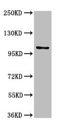 AMPD2 antibody