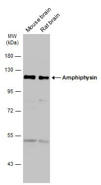 Amphiphysin antibody