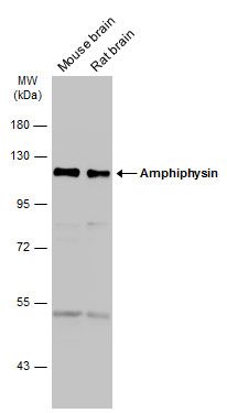 Amphiphysin antibody [N1N2], N-term
