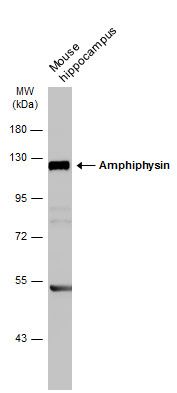 Amphiphysin antibody [N1N2], N-term
