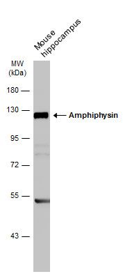 Amphiphysin antibody