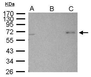 AMPK alpha 2 antibody