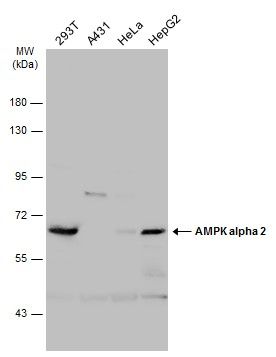 AMPK alpha 2 antibody