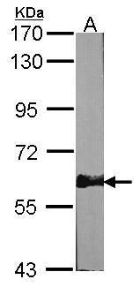 AMPK alpha 2 antibody