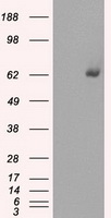 AMPK beta 1 Antibody