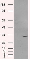 AMPK beta 1 Antibody