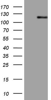 AMPK beta 2 Antibody
