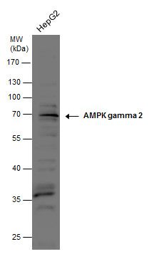 AMPK gamma 2 antibody