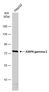 AMPK gamma 2 antibody [C2C3], C-term