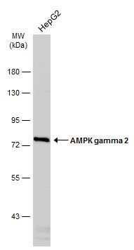 AMPK gamma 2 antibody